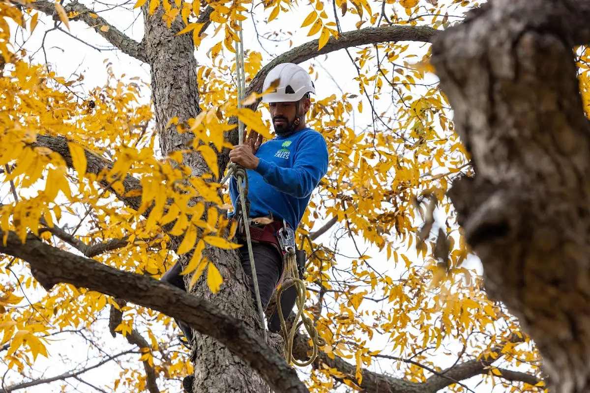 Skilled Tree Planing crew working in Chelsea